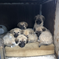 Tekir Kedi, Kedi  Minnak fotoğrafı
