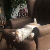 Tekir Kedi, Kedi  Minnak fotoğrafı