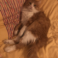 Tekir Kedi, Kedi  Minnak fotoğrafı