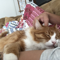 Tekir Kedi, Kedi  Minnak fotoğrafı