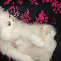 Chinchilla, Kedi  Ponçik fotoğrafı