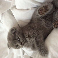 Scottish Fold, Kedi  Venüs fotoğrafı