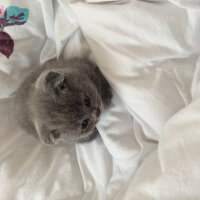 Scottish Fold, Kedi  Venüs fotoğrafı