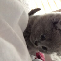 Scottish Fold, Kedi  Venüs fotoğrafı