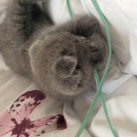 Scottish Fold, Kedi  Venüs fotoğrafı