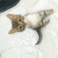 Tekir Kedi, Kedi  Tekir kediler ücretsiz sahiplendirme fotoğrafı