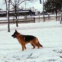 Alman Çoban Köpeği, Köpek  MAX fotoğrafı