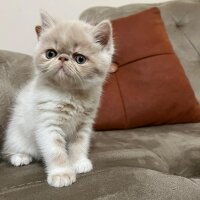 Exotic Shorthair, Kedi  Krem fotoğrafı