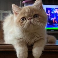 Exotic Shorthair, Kedi  Krem fotoğrafı