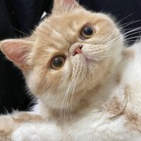 Exotic Shorthair, Kedi  Krem fotoğrafı