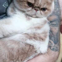 Exotic Shorthair, Kedi  Krem fotoğrafı