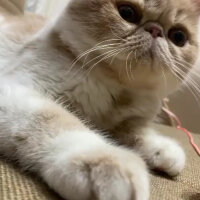 Exotic Shorthair, Kedi  Krem fotoğrafı