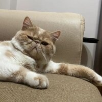 Exotic Shorthair, Kedi  Krem fotoğrafı