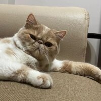 Exotic Shorthair, Kedi  Krem fotoğrafı