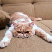 Exotic Shorthair, Kedi  Krem fotoğrafı