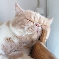 Exotic Shorthair, Kedi  Krem fotoğrafı