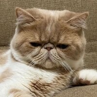 Exotic Shorthair, Kedi  Krem fotoğrafı