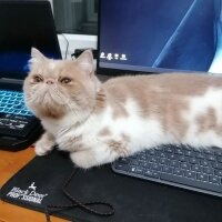 Exotic Shorthair, Kedi  Krem fotoğrafı