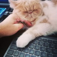 Exotic Shorthair, Kedi  Krem fotoğrafı