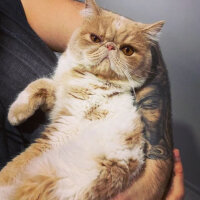 Exotic Shorthair, Kedi  Krem fotoğrafı