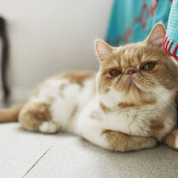 Exotic Shorthair, Kedi  Krem fotoğrafı