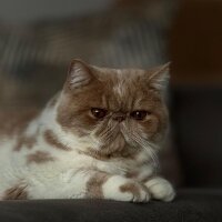 Exotic Shorthair, Kedi  Krem fotoğrafı