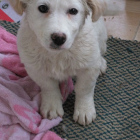 Golden Retriever, Köpek  Adı Pamuk     ama  yıkanınca prenses oluyor fotoğrafı