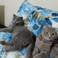 Scottish Fold, Kedi  Osman ve nazlı fotoğrafı