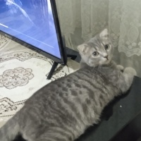 Scottish Fold, Kedi  Osman ve nazlı fotoğrafı