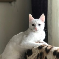 Van Kedisi, Kedi  Sütlaç fotoğrafı