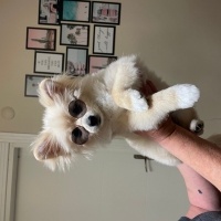 Pomeranyalı, Köpek  Kaju fotoğrafı