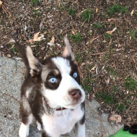 Sibirya Kurdu (Husky), Köpek  Leo fotoğrafı