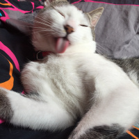 Tekir Kedi, Kedi  Zeytin fotoğrafı