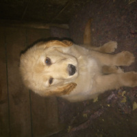 Golden Retriever, Köpek  Viktor fotoğrafı