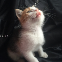 Tekir Kedi, Kedi  Zilli fotoğrafı