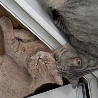 British Shorthair, Kedi  Duman ve tarçın iki tane var fotoğrafı