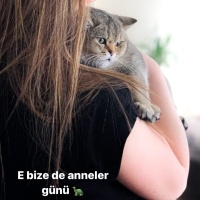 Brazilian Shorthair, Kedi  Fıstık fotoğrafı