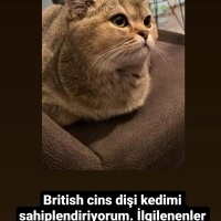 Brazilian Shorthair, Kedi  Fıstık fotoğrafı