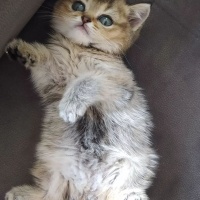 Brazilian Shorthair, Kedi  Fıstık fotoğrafı