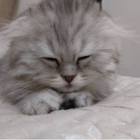 Scottish Fold, Kedi  Aslan fotoğrafı