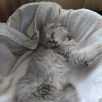 Scottish Fold, Kedi  Aslan fotoğrafı