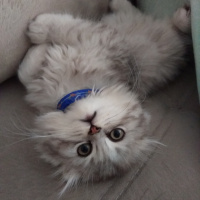 Scottish Fold, Kedi  Aslan fotoğrafı