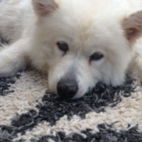 Samoyed, Köpek  Somoyet fotoğrafı