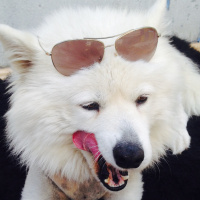 Samoyed, Köpek  Somoyet fotoğrafı
