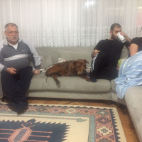 Chow Chow (çin Aslanı), Köpek  Pascal fotoğrafı