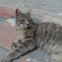 Tekir Kedi, Kedi  Duman fotoğrafı