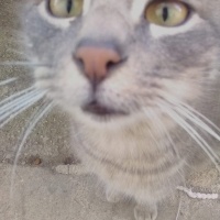 Tekir Kedi, Kedi  Duman fotoğrafı