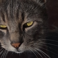Tekir Kedi, Kedi  Duman fotoğrafı