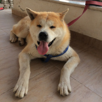 Akita İnu, Köpek  Russell fotoğrafı