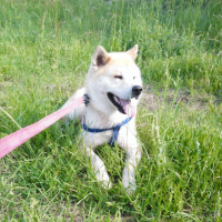 Akita İnu, Köpek  Russell fotoğrafı